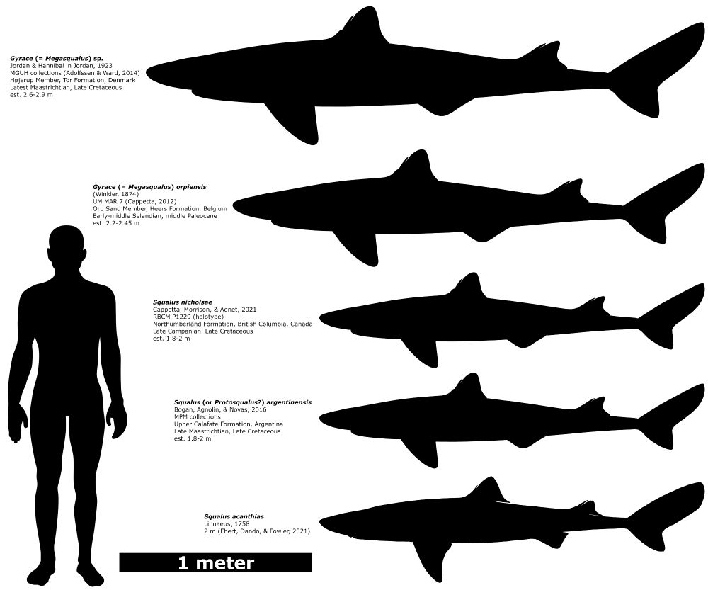 Squalus acanthias silhouette modified from Marc Dando's illustration