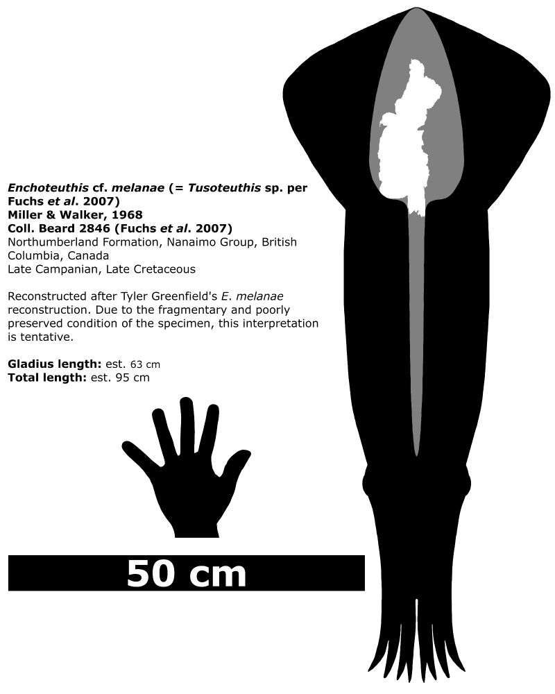 Schematic of the Northumberland Enchoteuthis, based on Tyler Greenfield's reconstruction