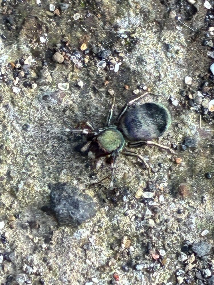 Close-up of a jumping spider (Siler cupreus), showing its face and eyes
