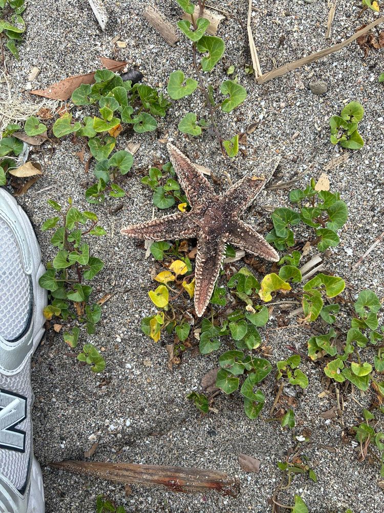 Dried up sea star on the beach