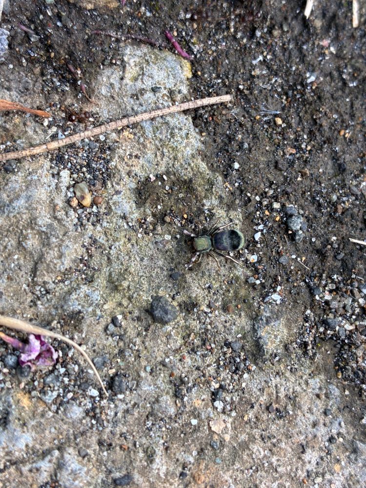 Photo of a jumping spider (Siler cupreus)