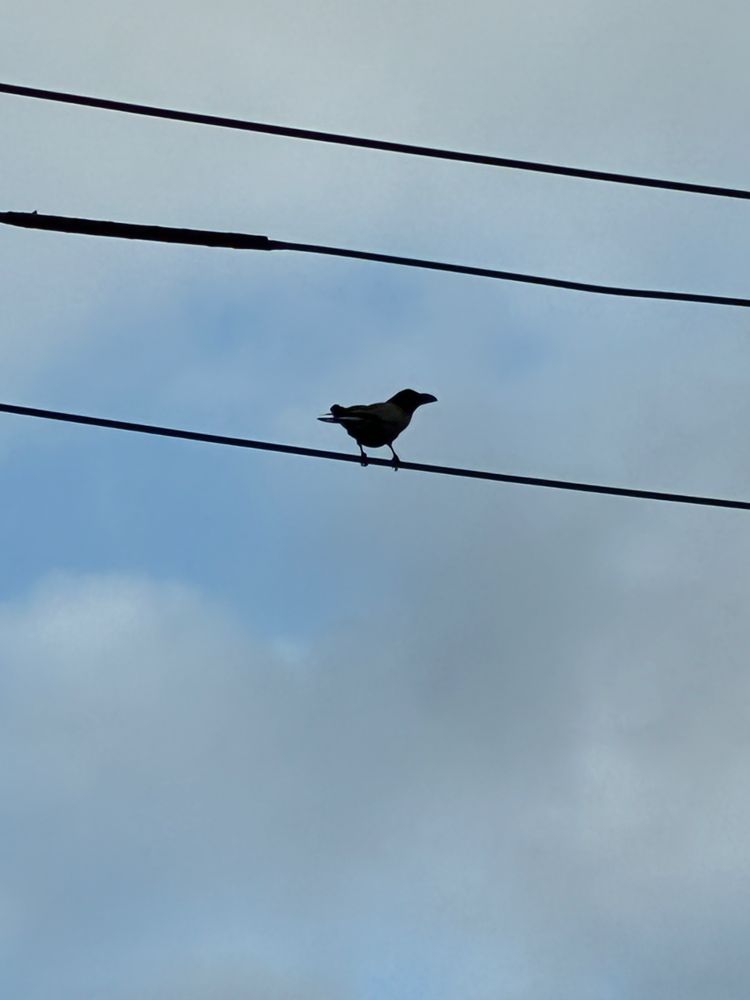 Crow on a power line (large-billed crow?)
