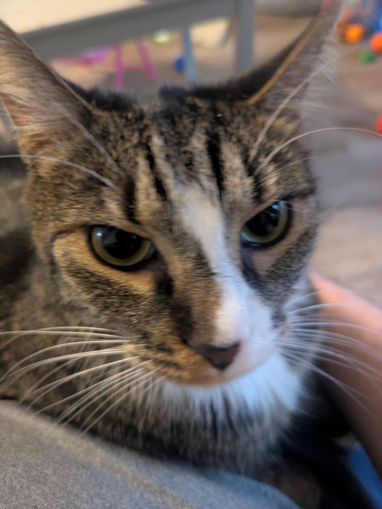 A brindle cat with a white chest named Mr. Hyde is chilling on a lap, purring, and looking at the camera while being pet