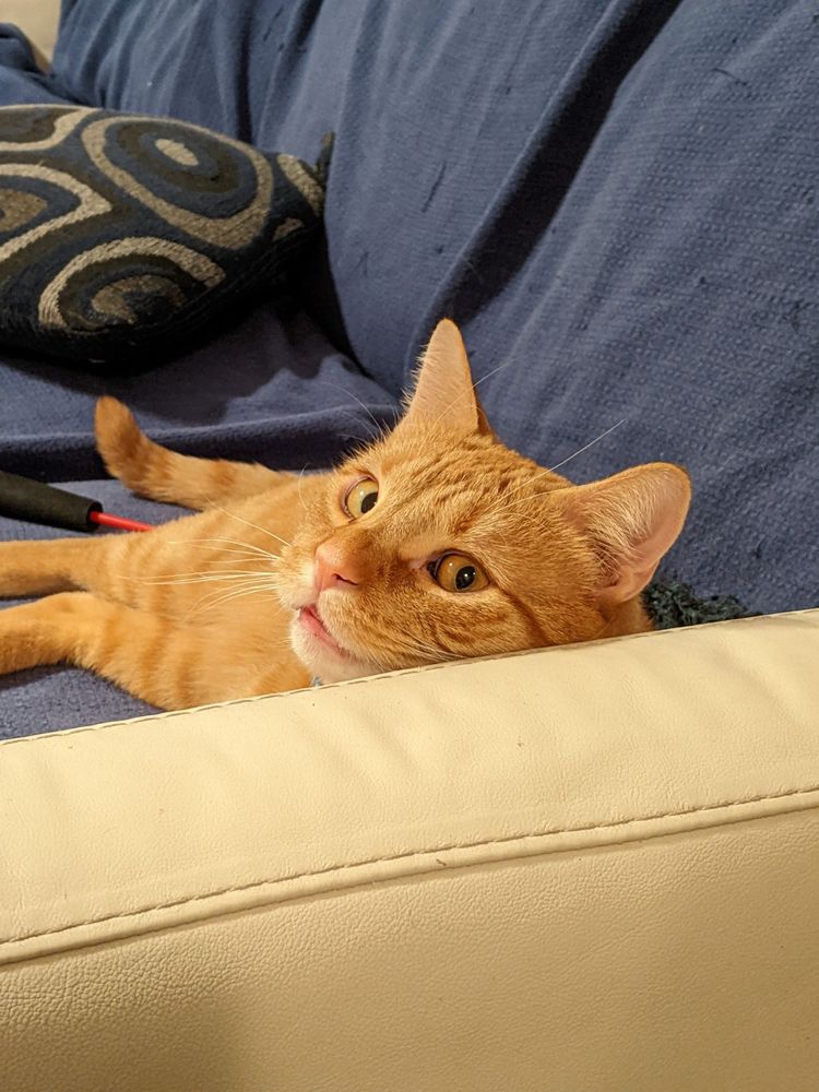 Ginger cat peering over his shoulder and his face is smile shaped 