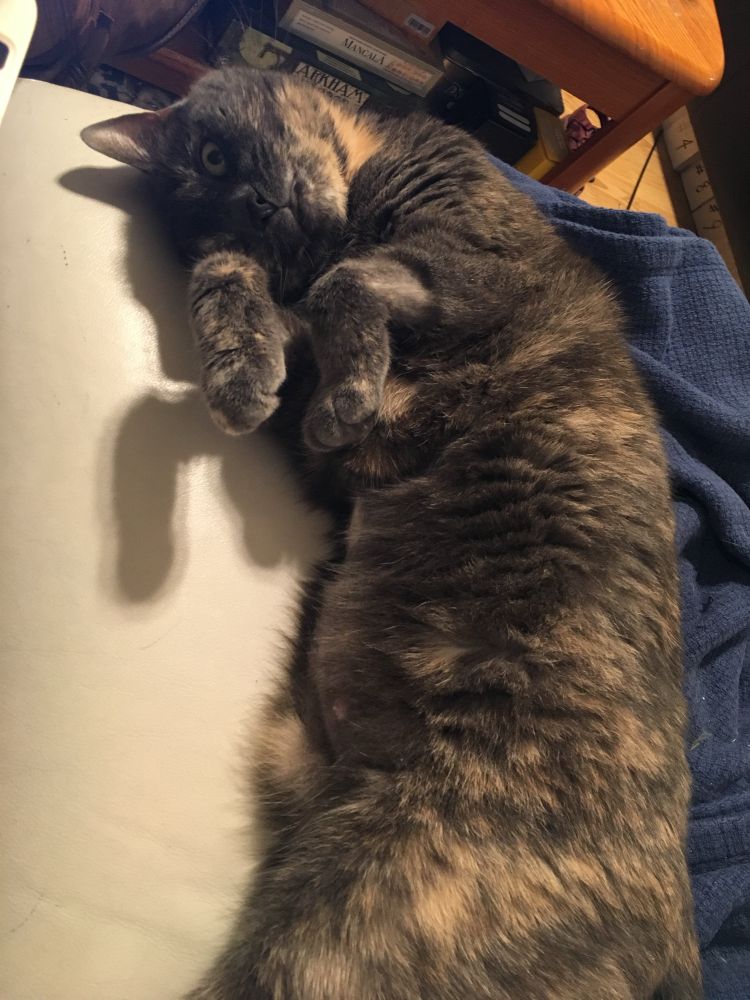 The same pastel tortie making t-Rex arms and peering at you with her lizard eyes 