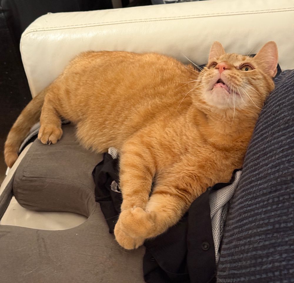 Ginger cat with his head looking up which means his mouth is open because he’s got a big overbite and no teeths. His golden eyes seem engaged 