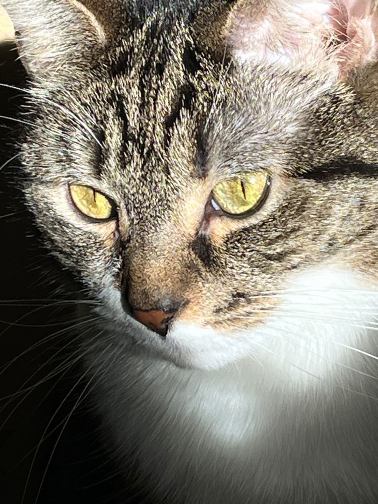 Close up of Abby, a brown tabby with yellow-green eyes, staring pensively, lit by a beam of morning light.