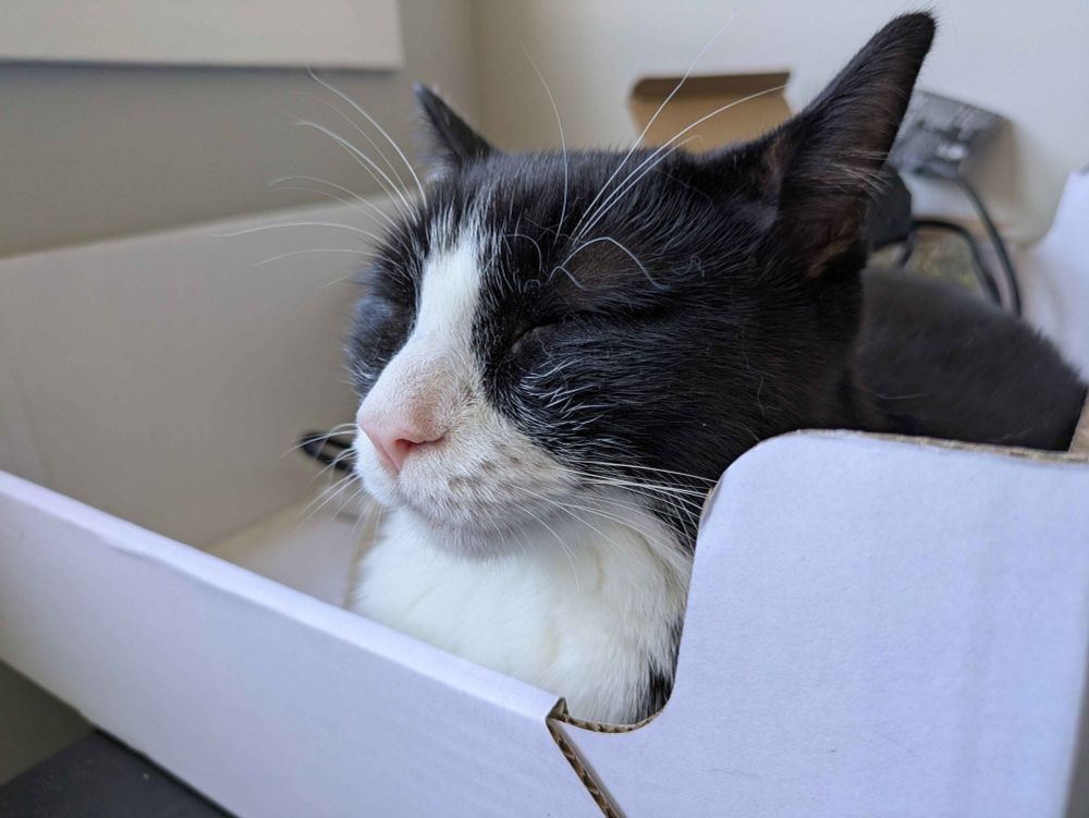 Cappuccino, a small black and white tuxedo cat with a pink nose, is sitting in a white box, eyes closed. He's so content! 