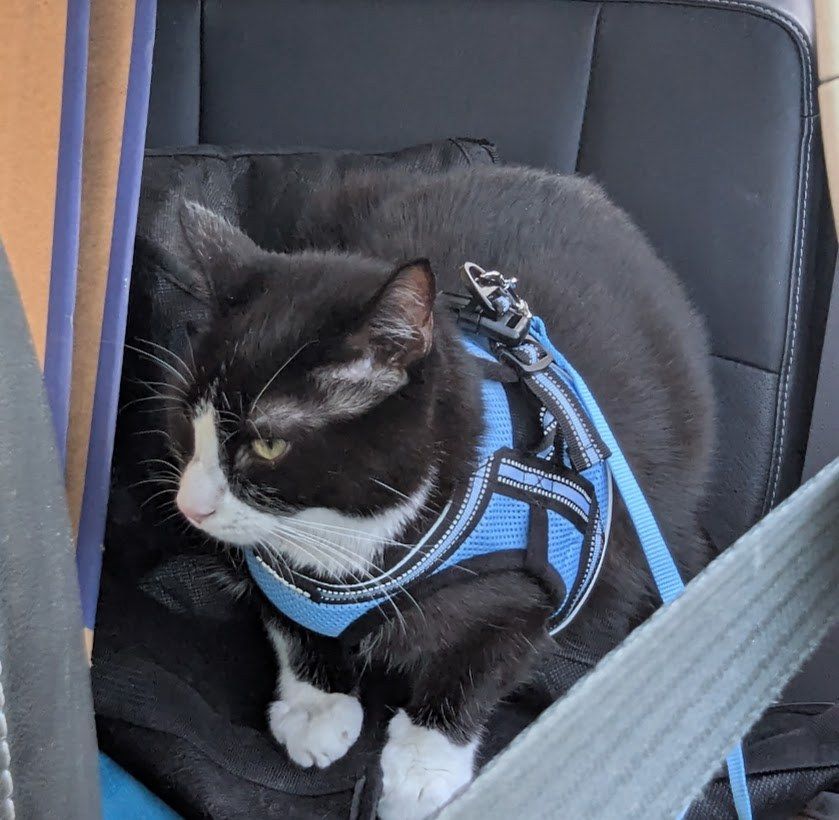 A medium-sized, black and white tuxedo cat in a light blue harness is laying in the backseat of a car, on top of a board game bag, looking out the window. 