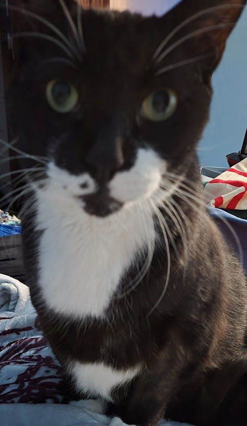 A large tuxedo cat with green eyes is staring into your soul.