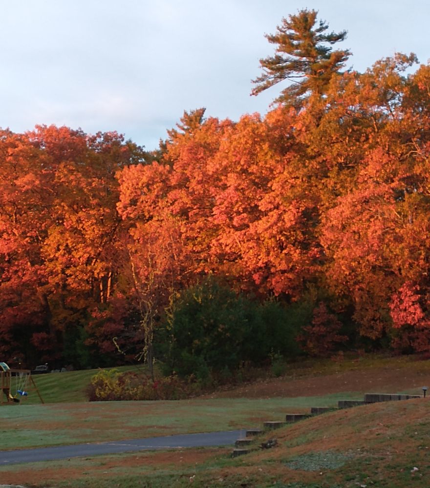 An image of the sunrise lighting trees that have turned a deep orange in autumn. In the foreground is a lawn and driveway.