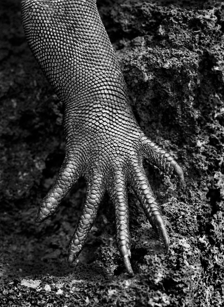 Sebastião Salgado
Marine iguana (Amblyrhynchus cristatus). Galápagos. Ecuador (2004)