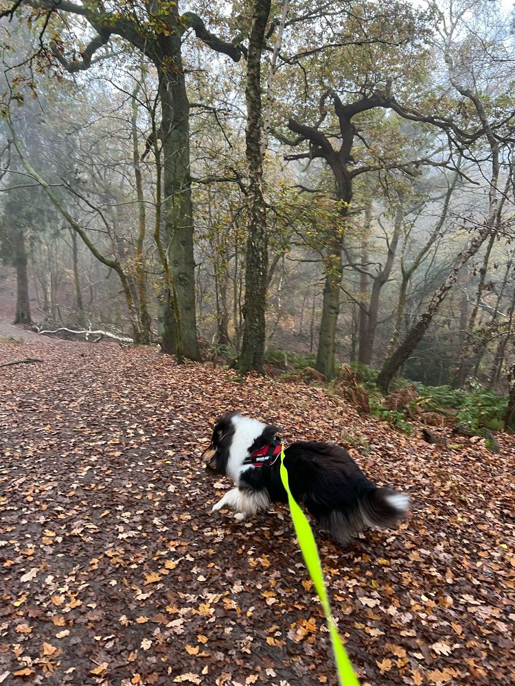 Blurry rough collie dog on a lead infront of a misty autumnal wood 