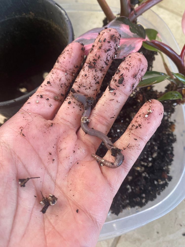 Repotting things and finding live earthworm in my houseplants- 🪱 🪴 💕 