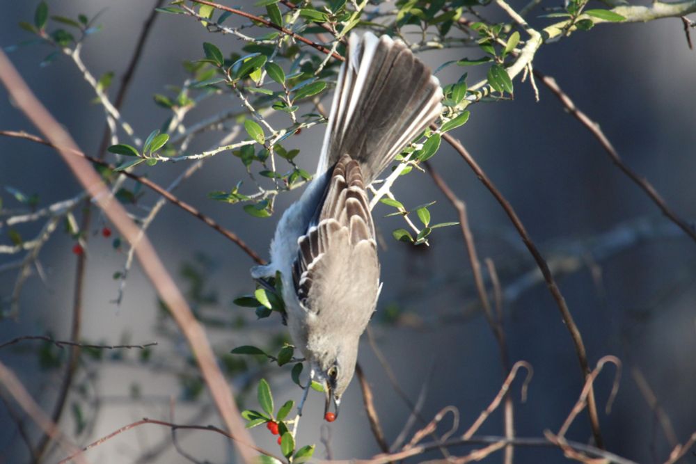 Northern Mocking Bird eating a berry! Little feller was tryna snack when i saw them through the brush!!! 