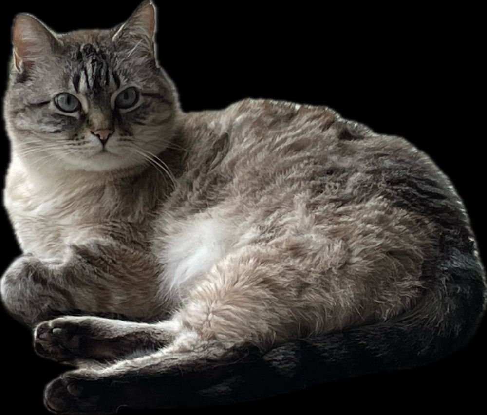 Bertie, a domestic shorthair cat with lynx point coloring 