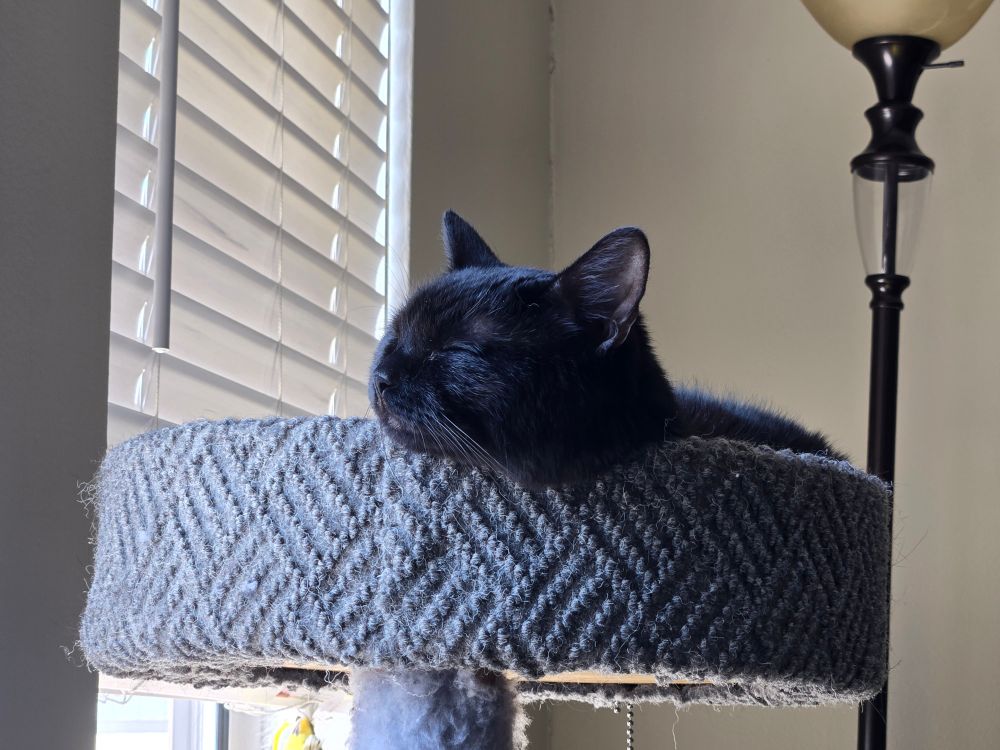 My black cat, Miso, is sleeping with her head resting on the edge of her cat tree.