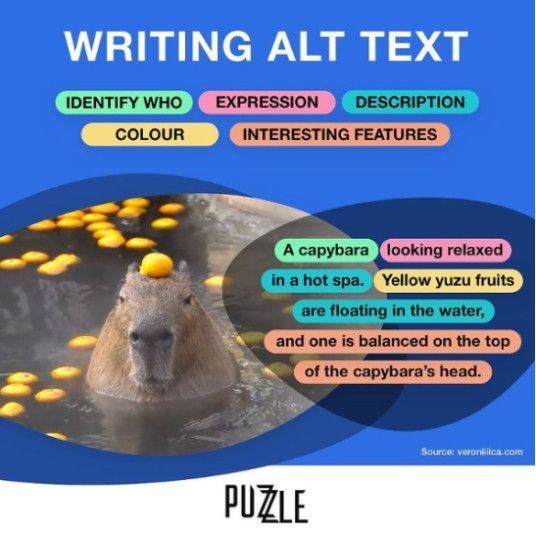 An infographic titled “Writing Alt Text” featuring a photo of a capybara. Parts of alt text are divided by color, including identify who, expression, description, color, and interesting features. The finished description reads “A capybara looking relaxed in a hot spa. Yellow yuzu fruits are floating in the water, and one is balanced on the top of the capybara’s head.”  Source: veroniiiica.com Credit: Puzzle