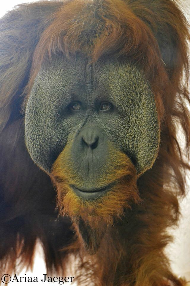Ariaa Jaeger photography, Baka the Sumatran Orangutan