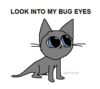 a simple drawing of a grey kitten. text reads, "look into my bug eyes."