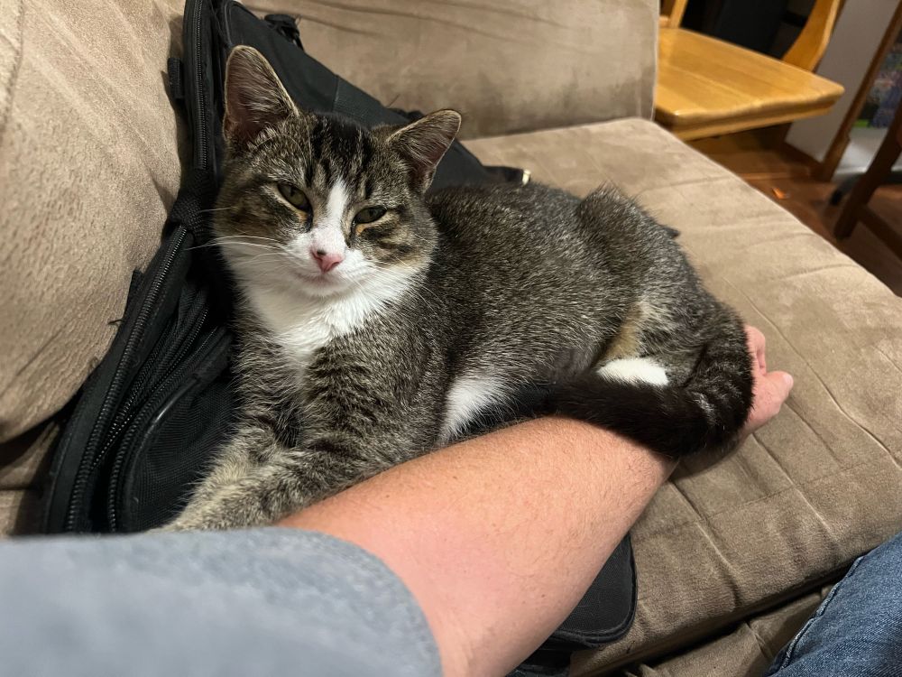 A kitten falling asleep on my arm.