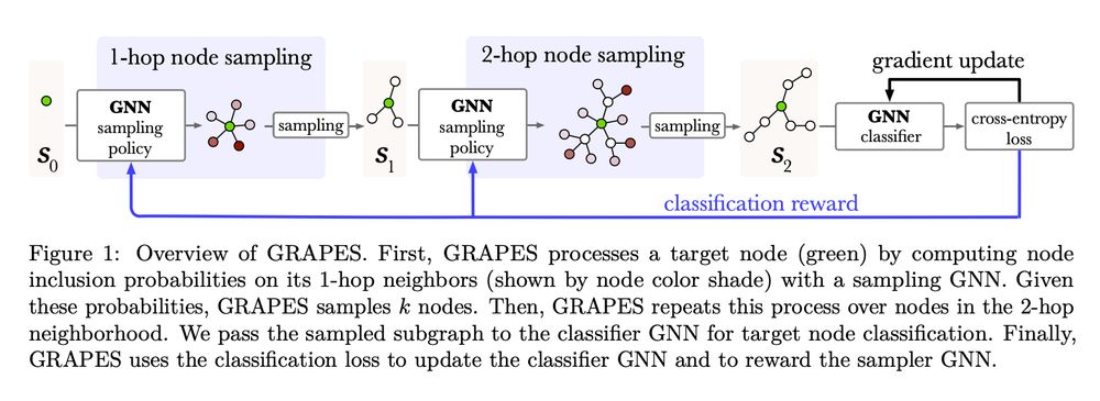 A diagram of the GRAPES pipeline. It shows a subgraph being sampled in two steps and being fed to a GNN, with a blue line showing the learning signal. The caption reads Figure 1: Overview of GRAPES. First, GRAPES processes a target node (green) by computing node inclusion probabilities on its 1-hop neighbors (shown by node color shade) with a sampling GNN. Given these probabilities, GRAPES samples k nodes. Then, GRAPES repeats this process over nodes in the 2-hop neighborhood. We pass the sampled subgraph to the classifier GNN for target node classification. Finally, GRAPES uses the classification loss to update the classifier GNN and to reward the sampler GNN.