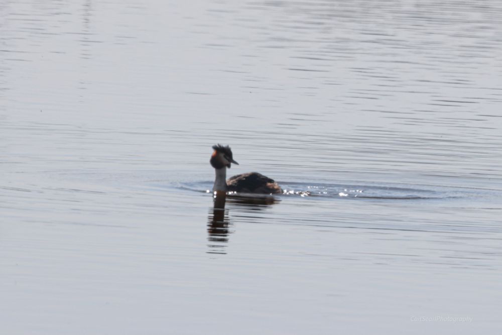 Great crested grebe