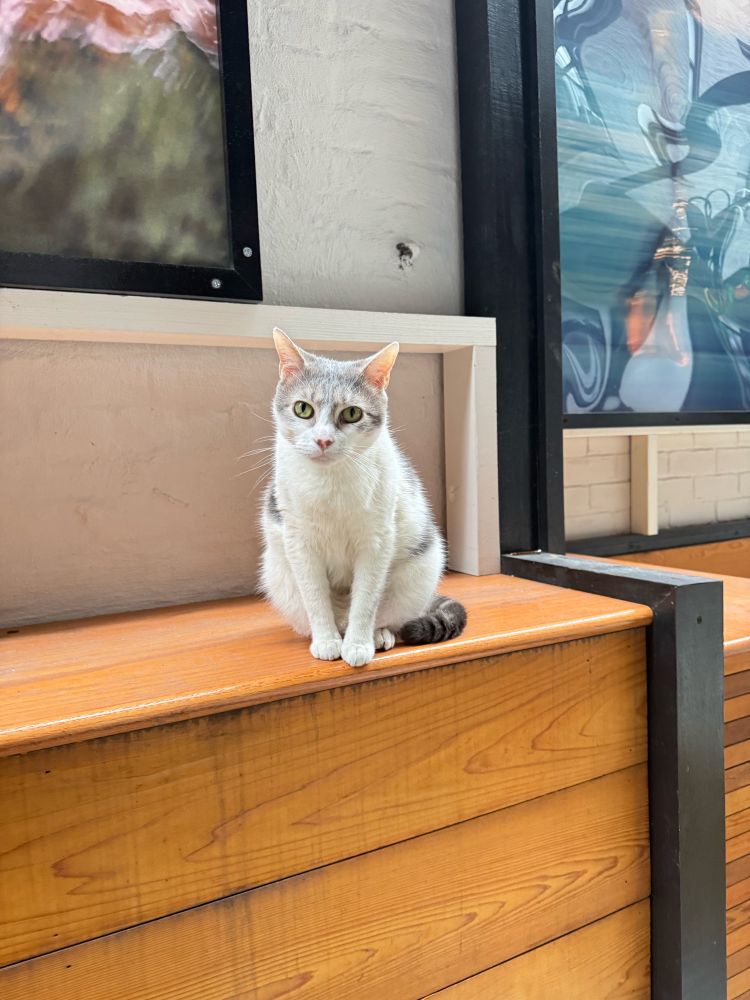 Good nite good people and cat on outdoor ledge 