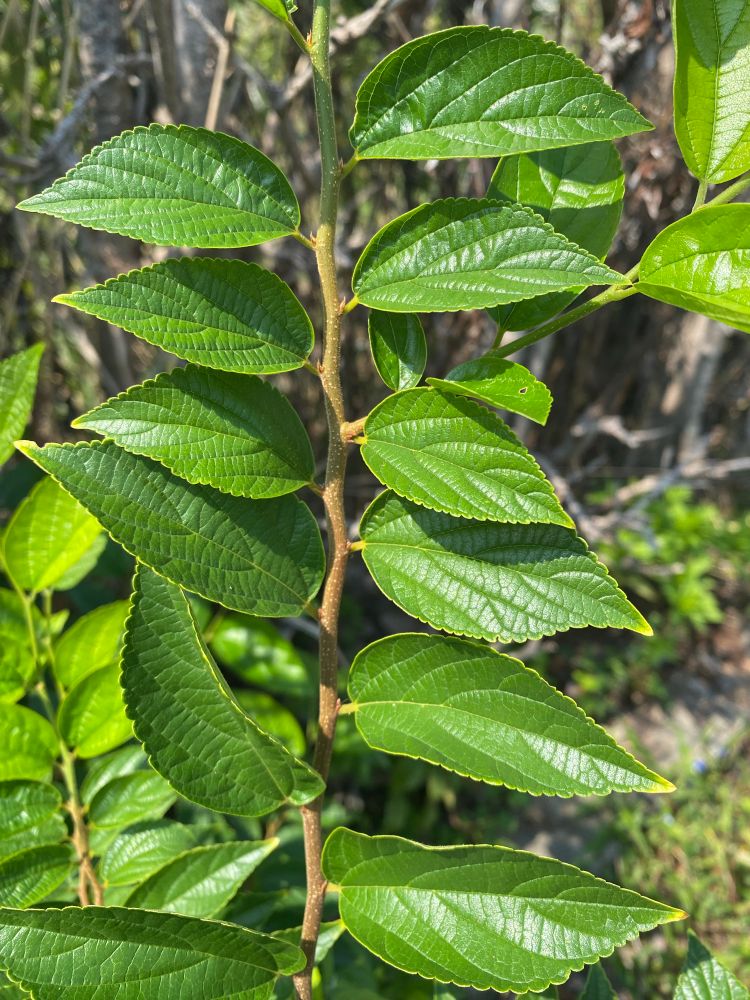 たぶんエノキの幼木