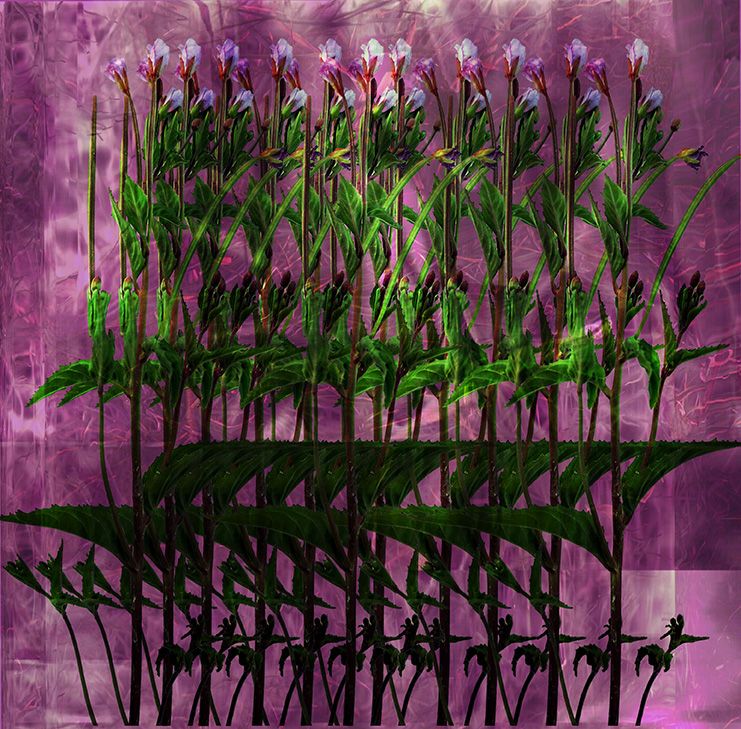 a collage of a repeated flower motifs on a purple-pink background