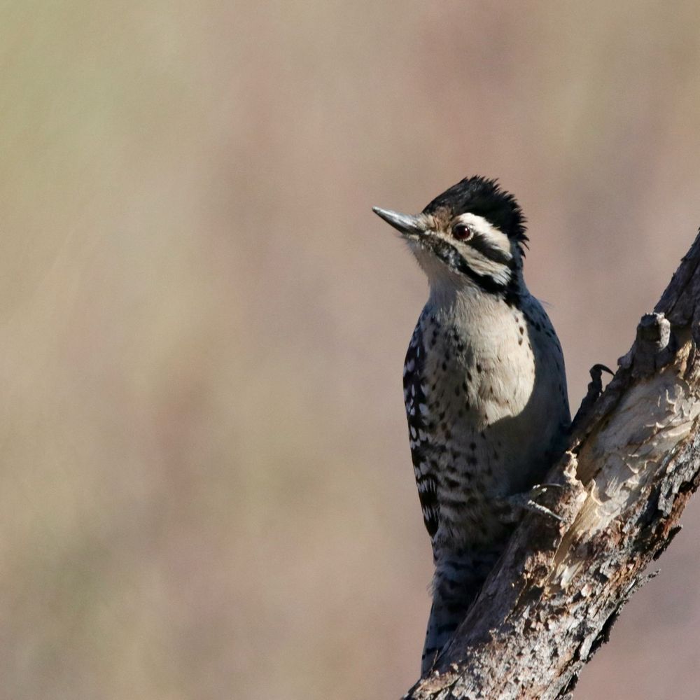 A Ladderback woodpecker clings to a diagonal branch