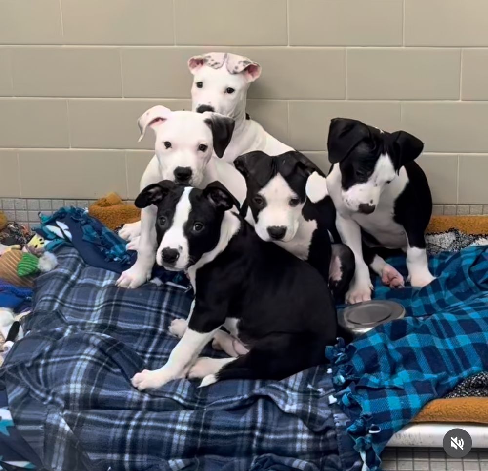Puppies of various percentages of black and white sit on soft blankets on a dog bed in a shelter. 