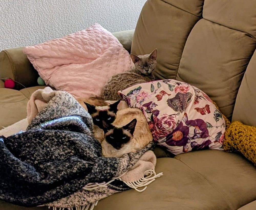 Tre katter ligger i hörnet av soffan bland kuddar och filtar och stirrar mot kameran med bestämd, bister uppsyn.