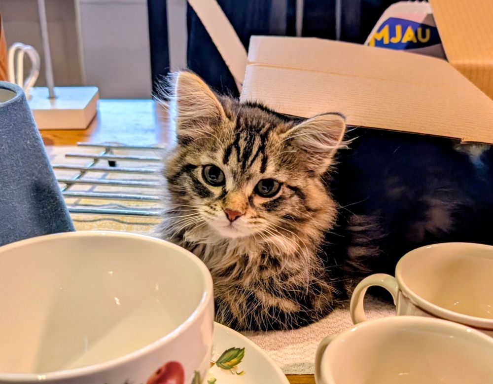 Extremt gullig kattunge.