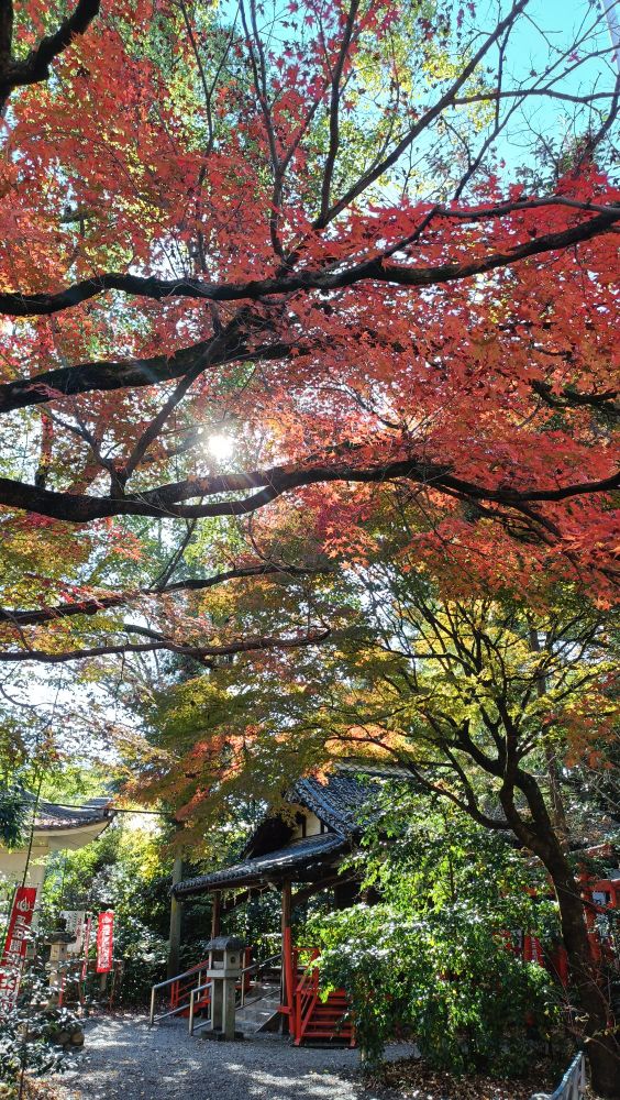 春日神社（岐阜県関市）の紅葉