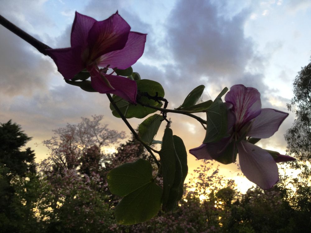 I live in Amchit, Lebanon, and I've made of bauhinia trees one of the symbols of Arbaro de Espero, but bauhinia flowers are also the symbol of Hong Kong
