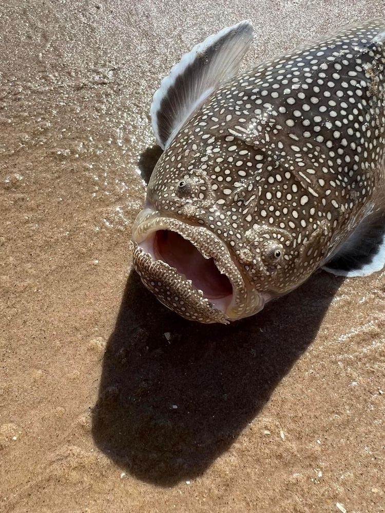 Northern stargazer fish with dark brown skin covered in white spots eyes bulging mouth agape on sand
