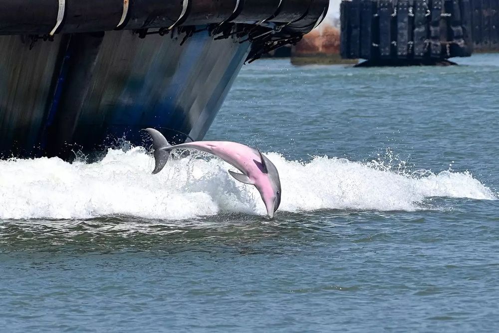 A dolphin with a gray back and a pink belly dives into the water in front of a towing vessel in Port Aransas, Texas. 