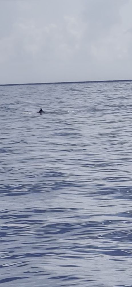 Dark Dorsal fin of endangered rice whale pokes through blues waves of Gulf pf Mexico waters near Galveston cloudy skies