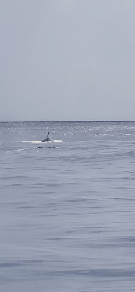Dark Dorsal fin of endangered rice whale pokes through blues waves of Gulf pf Mexico waters near Galveston cloudy skies