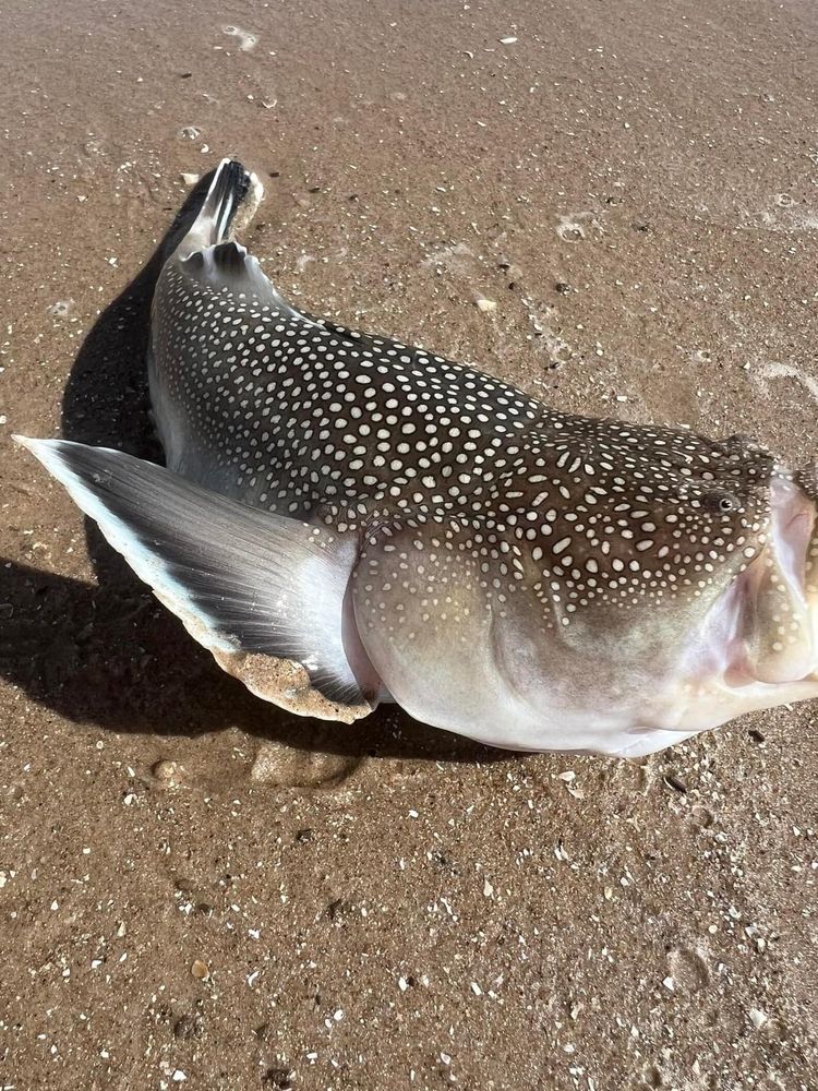 Side view of a northern stargazer fish brown body and fin covered in white spots and stripes facing right on sand