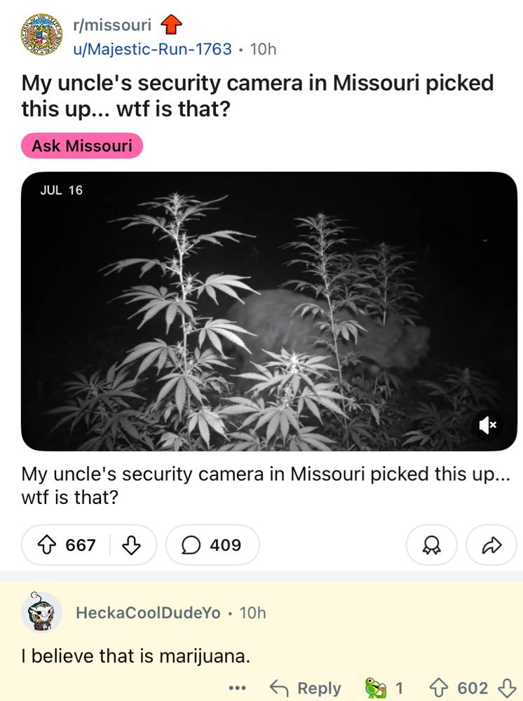A Reddit post from u/Majestic-Run-1763 in r/Missouri. A picture shows an odd looking animal walking around in tall plants on a night time security camera. “My uncle’s security camera in Missouri picked this up…wtf is that? 

u/HeckaCoolDudeYo, top comment, says “I believe that is marijuana.” 