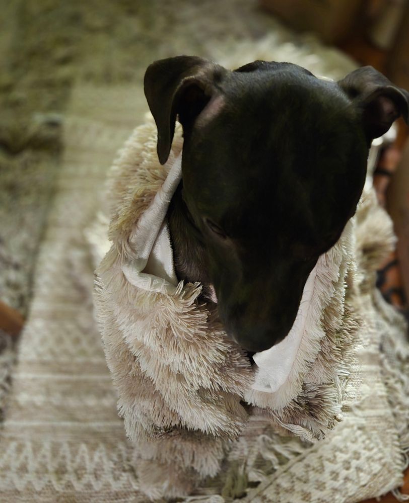 A little bou dog wrapped in his tan fluffy throw. 