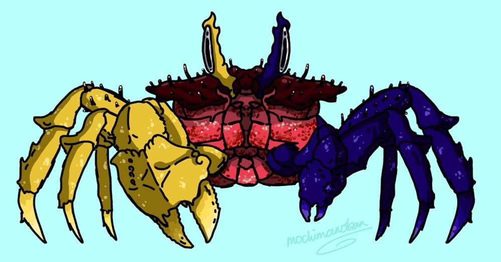 A drawing of an eclectus crab. It has a cube shaped pink body, with a flat cap and two eyes sticking up from the middle. The left (right side, from the crab's perspective) legs and claw are bright yellow, and the right (left side, from the crab's perspective) are dark purple. Its yellow crushing claw is much larger than its purple claw. 

Drawn in April 2025, a species designed by myself for a worldbuilding project.
