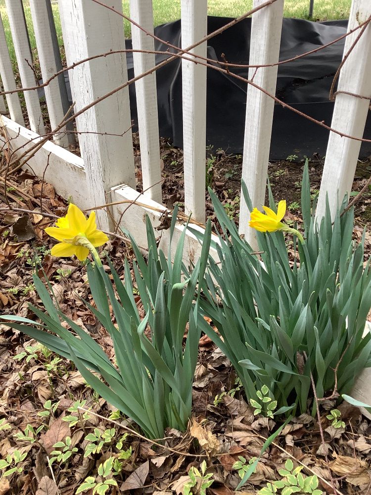 Yellow flowers blooming