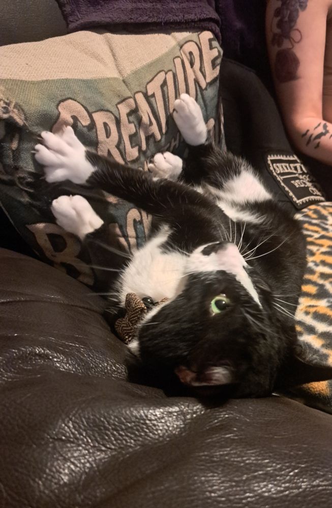 Tuxedo cat lying on his back against the arm of a leather sofa, kneading a pillow