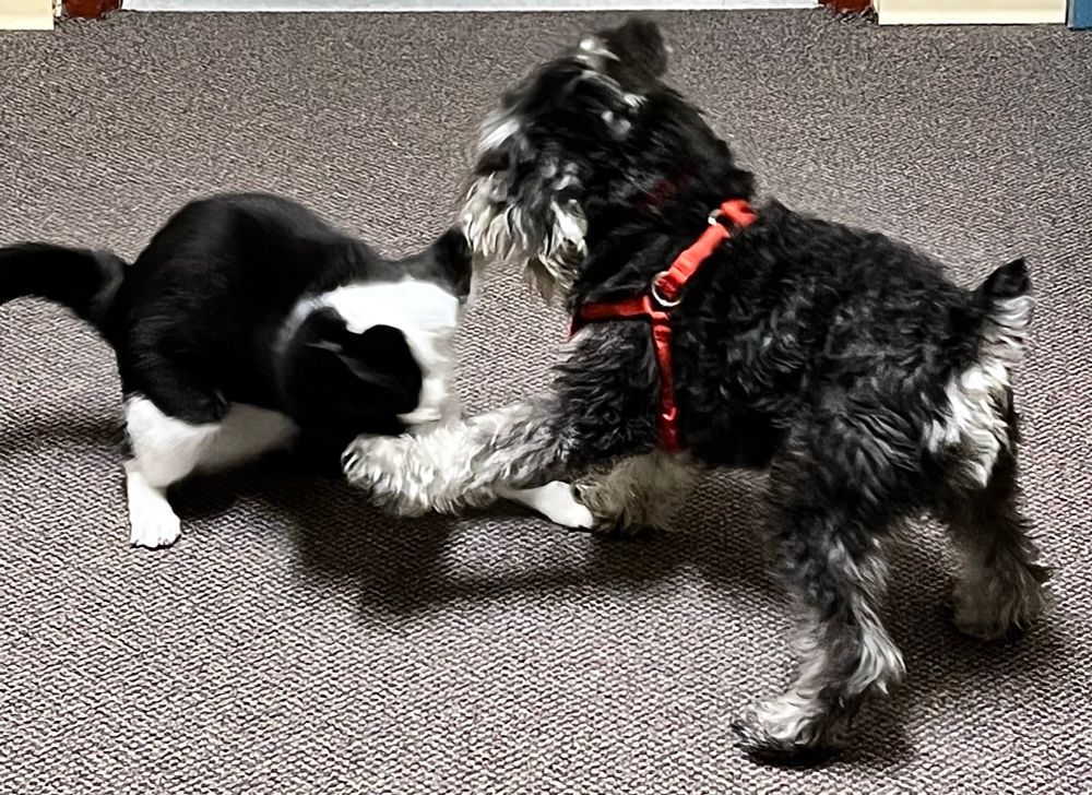 Miss Monkey always goes after his beard first
Monkey is a tuxedo cat and Quincy is a salt and pepper schnauzer, whose legs and butt are more salt than pepper 
Monkey loves to come up from underneath him 