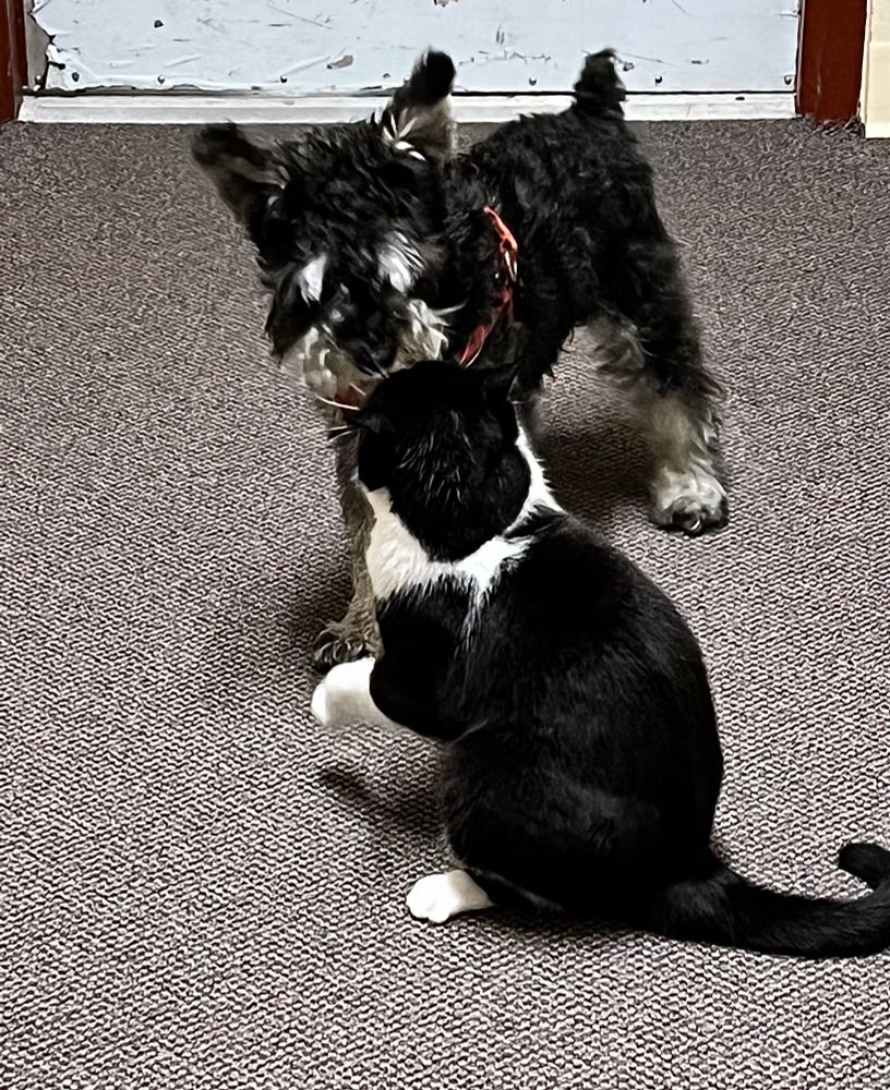 When they are all finished playing, Miss monkey will groom his beard one final time and then they will come back inside