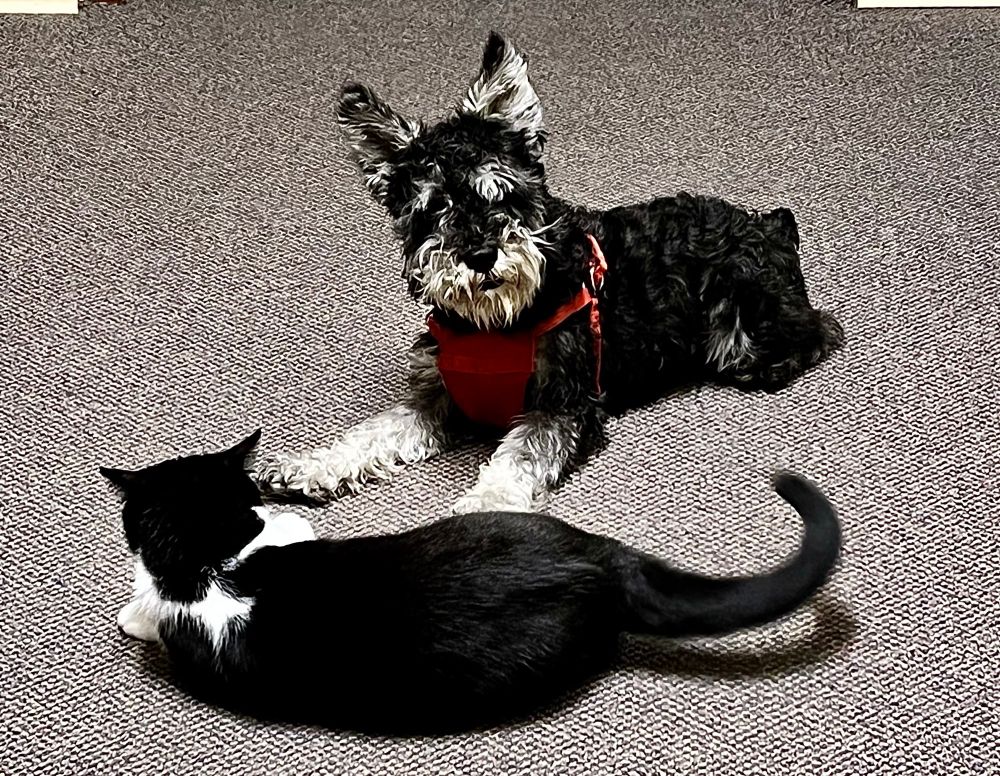 The two animals take a quick breather because they notice me in the door. Quincy is facing me and monkey has her back to me.