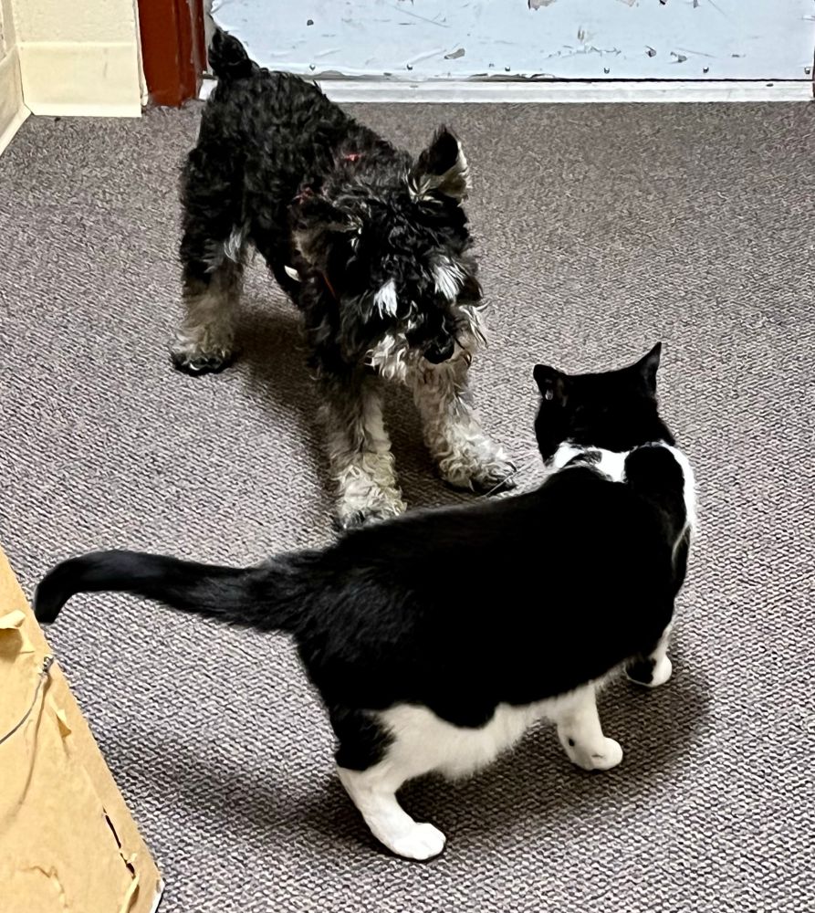 Quincy telegraphs his every move while monkey tries to pull the wool over his eyes. She is stocking slowly closer to him.